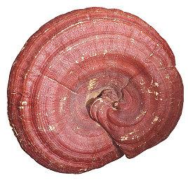 《Arzette》登陆多平台 塞尔达衍生黑历史名作续篇